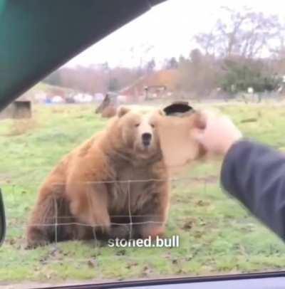 Poor bear