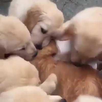 Puppies drowning cat with Love