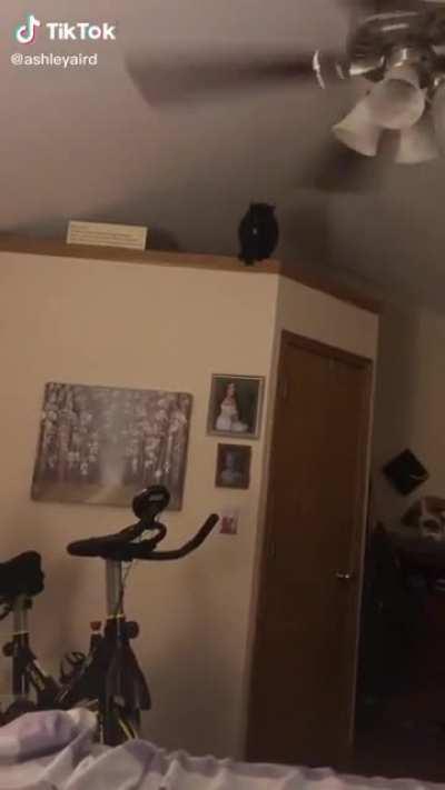 Watch out for those fans, they’ll jump out atchu