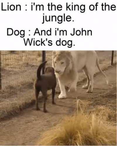 The lion: Aight, i understand.