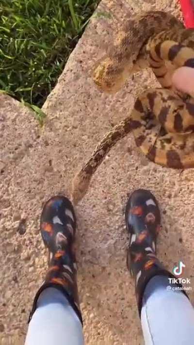 Snake rescue in Texas