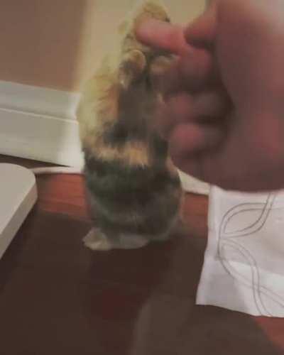 Baby bunny binkies