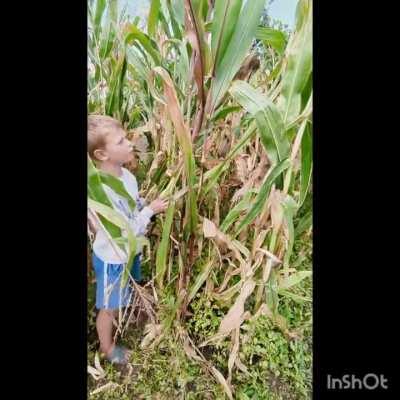 Hi Reddit! Today I put aside my volunteer work and helped my mother-in-law get harvest. Today was corn day;)