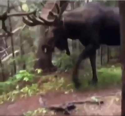 Hiker hides behind a tree as a moose approaches