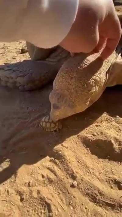 🐢Parent turtle meets his new born turtle 🐢. The size difference 🤯