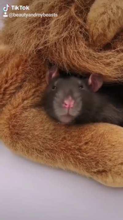 My little spoiled rotten Prince! Sylvester the Lion tamer!