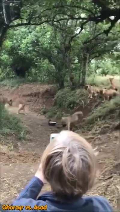 These two honey badgers decide to take on a group of SEVEN lionesses