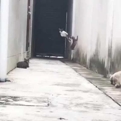 This cat is the one!!