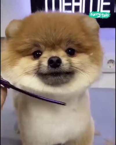 Doggo Is Cutest Ever