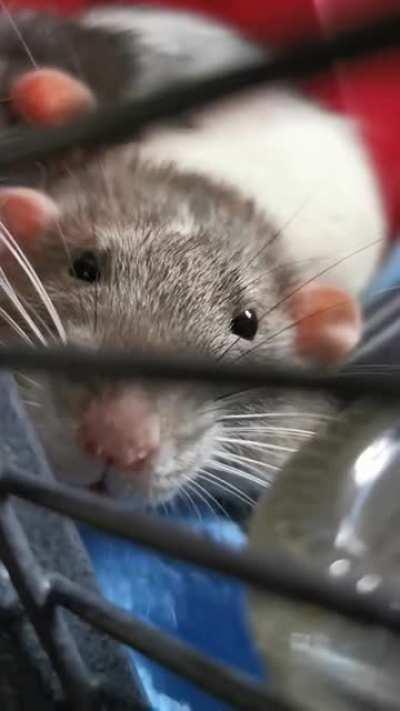 Ralphie Boggles 😍