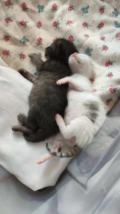 Tiny beans are dreaming