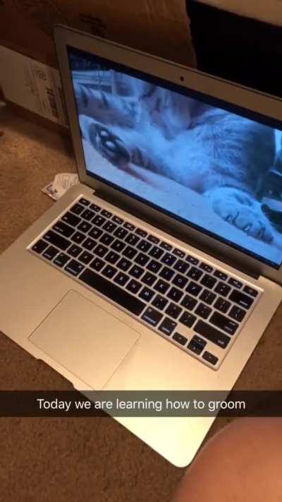 Kitten learns how to groom itself by watching a tutorial