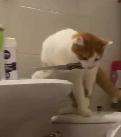 chance of being killed by a cat is small, but never equal to zero