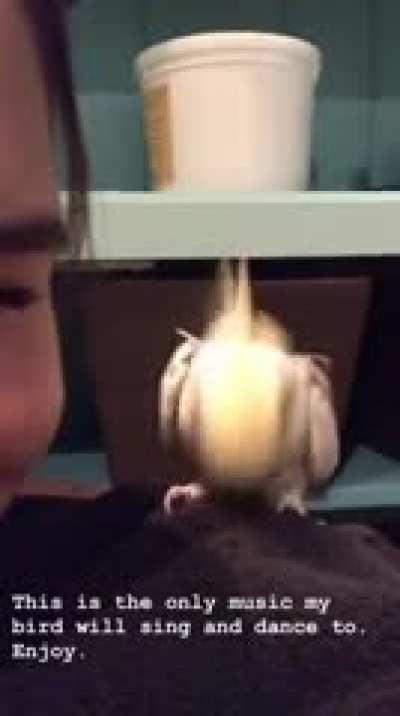 This is the only music my bird will sing and dance to Enjoy.