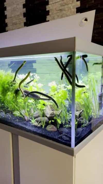 Slow cooked noodle soup.