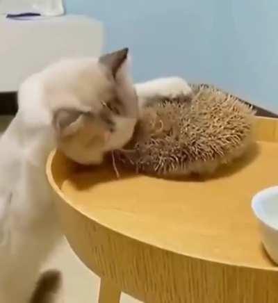 Я тут как женщина сижу, а не как расческа