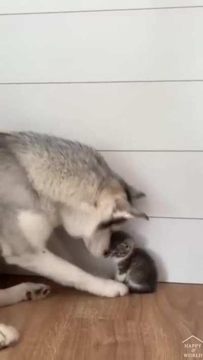 He's trying to be so gentle, look at him!