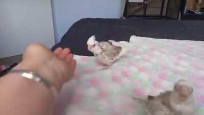 It has been 11 maybe even 12 minutes since I last ate, how can you possibly just stand there?! The seeb is needed most urgently, I am dinosaur!