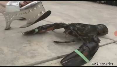 Christina crushes lobster with her platform sandals.