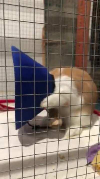 Here is Mochi trying to convince himself that he’s actually grabbing his ear (his face at the end says it all)