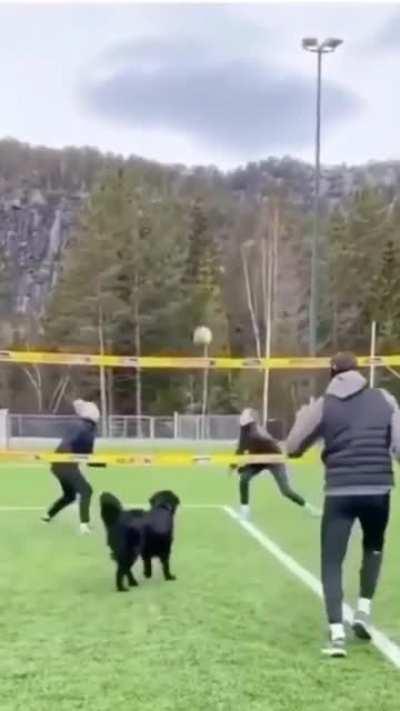 Feiner Hundi ist der meist wertvollste Spieler