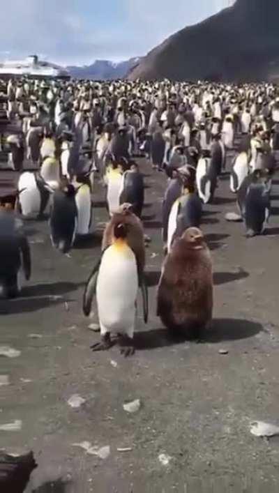 Just a parent taking their fluffy teen for a walk