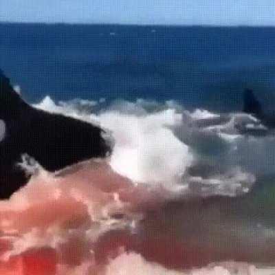 An orca finishes off a wounded seal on the beach