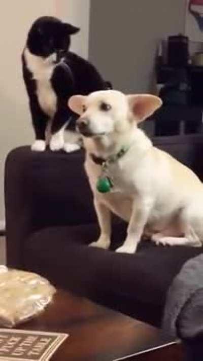 cat contemplating hitting the dog