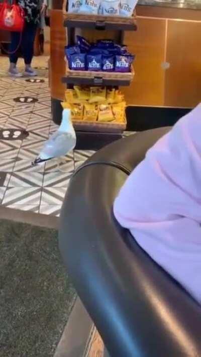 Don’t scare the bird away just let it steal