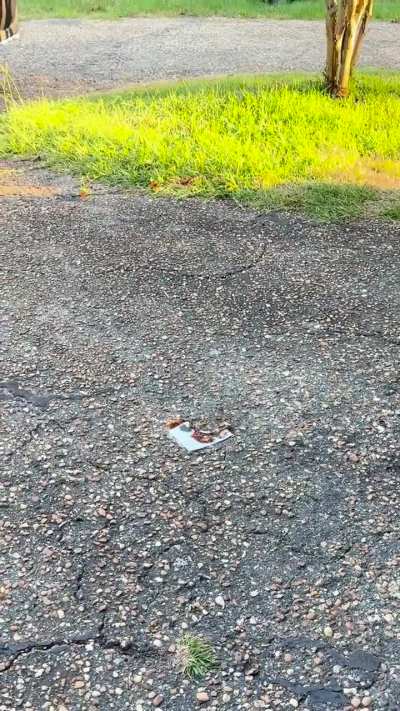 KNO3 flash vs KClO4 test