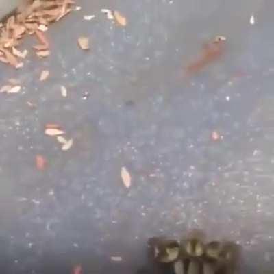 🔥 Baby ducks are infatuated with a guy who pulled over to help them.