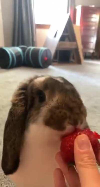 Little Linguini’s first taste of strawberry. From the sound of the munches, it’s safe to say he likes them!