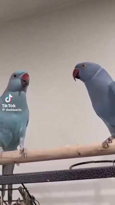 I love you what are you doing??