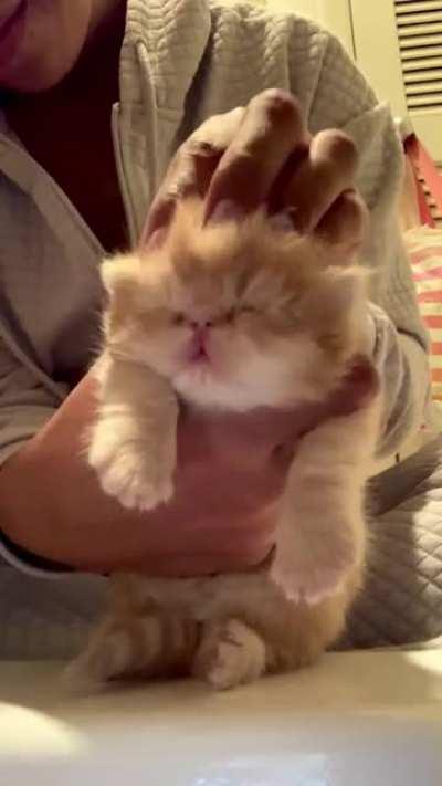 Sleepy baby Chonker.