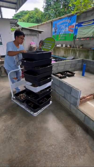 Tortoise eggs incubation and hatching