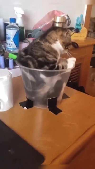 kitty cup