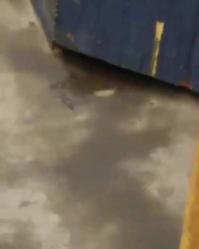 Enormous rat in the NY Subway