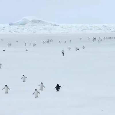 penguins at 5x speed