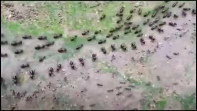 Truce between termites (top) and ants (bottom) with each side having its own line of guards.