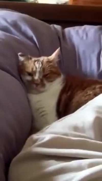 His snoring sounds just like my dad’s 🥹🧡