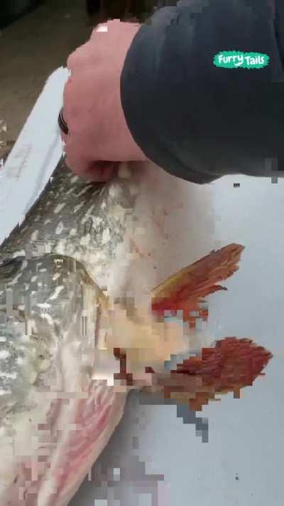 What do you think it is?