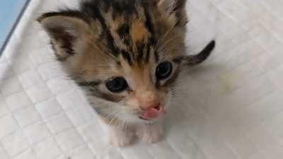 What does Inara want?