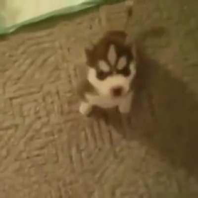 Говорящий щеночек