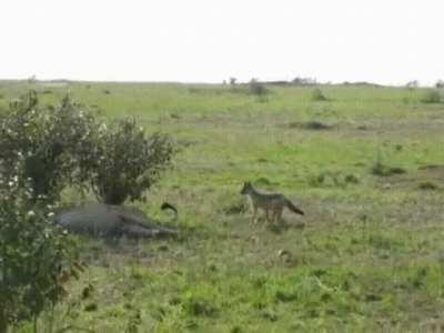 A dumbass jackass jackal risks its life nipping at a lion's tail, then scampers off, but it could have ended quite badly for him. The lion is like 