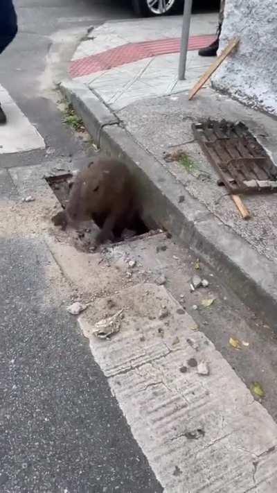 fard ball island rescue mission