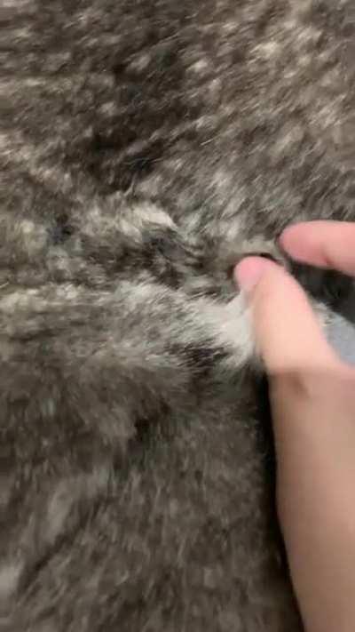 Pulling the fur out of a husky’s shedding coat 😍