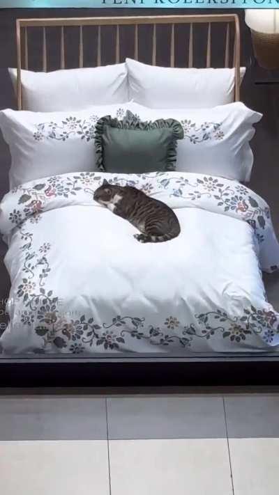 Cats do that all over the planet