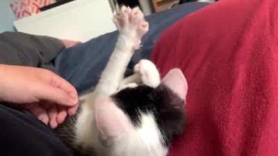 Leo has a ridiculously loud purr.