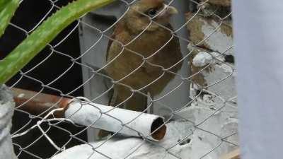 Encontre este Pajaro en mi Patio, alguien sabe que es?