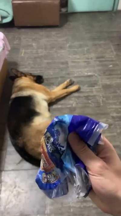 Canine Connoisseur: Recognizing the Sound of a Snack